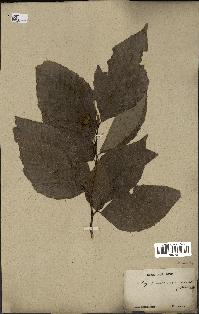 spécimen de Fagus grandifolia