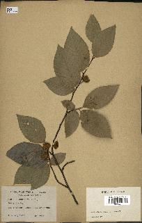spécimen de Fagus grandifolia