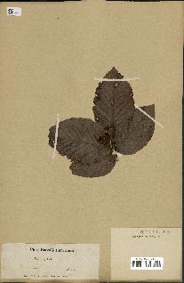 spécimen de Fagus grandifolia