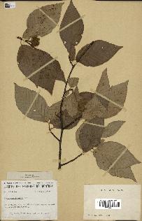 spécimen de Fagus grandifolia