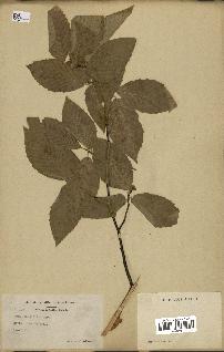 spécimen de Fagus grandifolia