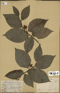 spécimen de Fagus grandifolia