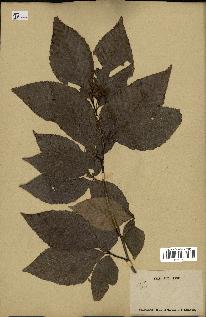 spécimen de Fagus grandifolia
