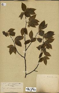 spécimen de Fagus grandifolia