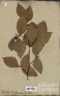 spécimen de Fagus grandifolia