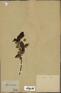 spécimen de Fagus grandifolia