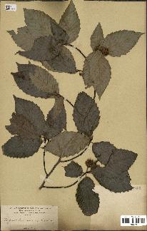spécimen de Fagus grandifolia