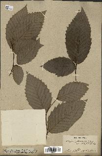 spécimen de Fagus grandifolia