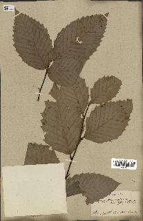 spécimen de Fagus grandifolia