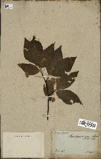 spécimen de Fagus grandifolia