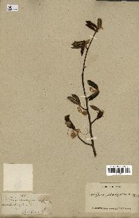 spécimen de Fagus grandifolia