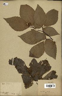 spécimen de Fagus grandifolia