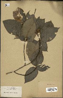 spécimen de Fagus grandifolia