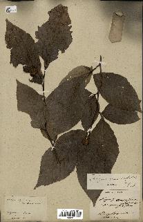 spécimen de Fagus grandifolia