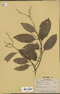 spécimen de Castanopsis sp.