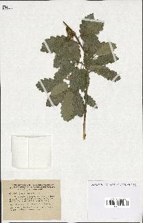 spécimen de Quercus faginea