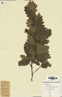 spécimen de Quercus sp.