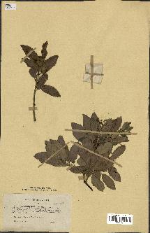 spécimen de Quercus ilex