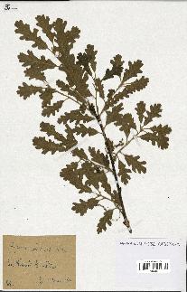 spécimen de Quercus pubescens