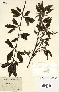 spécimen de Quercus castaneifolia