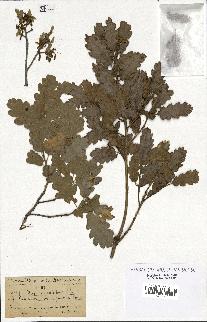 spécimen de Quercus infectoria