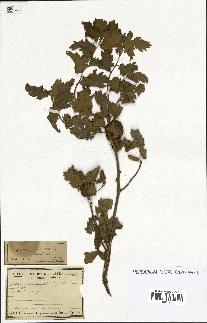 spécimen de Quercus infectoria