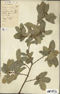 spécimen de Quercus infectoria
