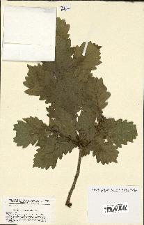 spécimen de Quercus mongolica