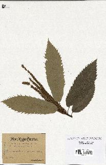 spécimen de Castanea vesca