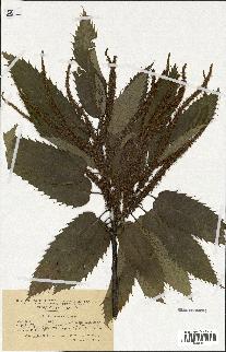 spécimen de Castanea sativa