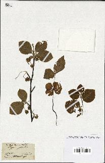 spécimen de Fagus sylvatica