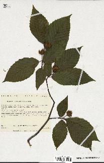 spécimen de Fagus grandifolia
