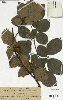 spécimen de Fagus sylvatica