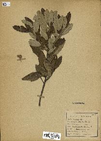 spécimen de Quercus ilex