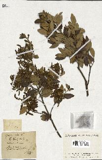 spécimen de Quercus ilex