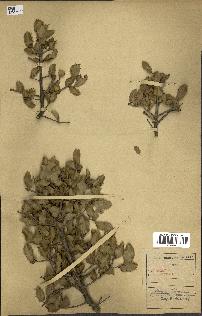 spécimen de Quercus coccifera