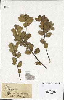 spécimen de Quercus ilex