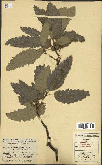 spécimen de Quercus afares