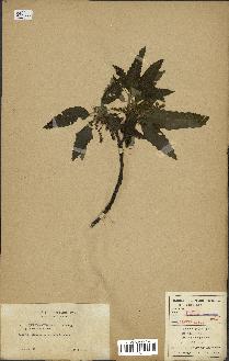 spécimen de Quercus afares