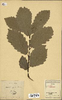 spécimen de Quercus afares