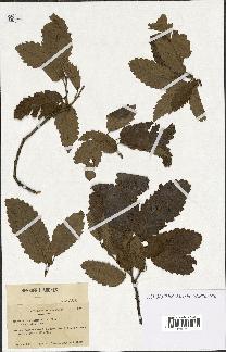 spécimen de Quercus castaneifolia