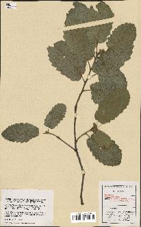 spécimen de Quercus faginea