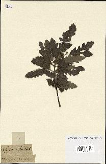 spécimen de Quercus montana