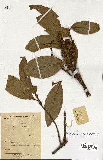 spécimen de Castanopsis sp.