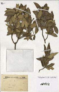 spécimen de Quercus ilex