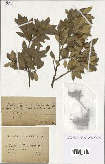 spécimen de Quercus ilex