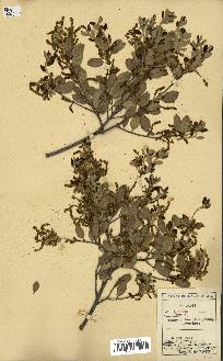 spécimen de Quercus ilex