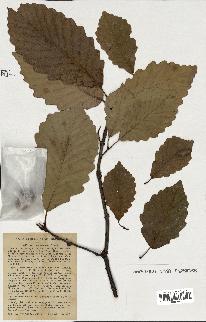 spécimen de Quercus montana