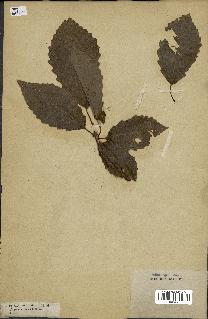 spécimen de Quercus montana