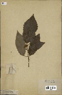 spécimen de Quercus montana